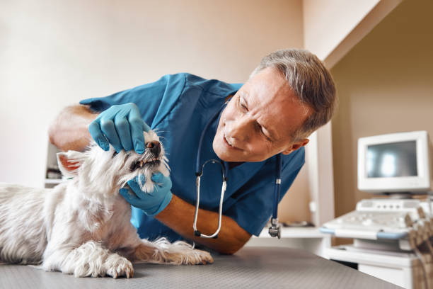 Best Emergency Dental Care for Broken or Chipped Teeth in Lockhart, FL
